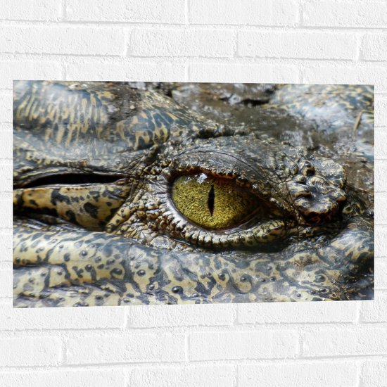 WallClassics - Muursticker - Oog van een Krokodil - 75x50 cm Foto op Muursticker