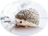 WallClassics - PVC Schuimplaat Ovaal - Egel in de Tuin - 40x30 cm Foto op Ovaal  (Met Ophangsysteem)