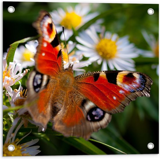 WallClassics - Tuinposter – Rood Bruine Vlinder op Witte Bloem - 50x50 cm Foto op Tuinposter  (wanddecoratie voor buiten en binnen)