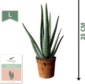 Dr. Green® Zusje Green in BIO pot - met kweekhandleiding - Aloë vera plant 35 cm -  ⌀ 12 cm - Kamerplanten - Vetplant - Kamerplant luchtzuiverend - geen plastic verpakkingen
