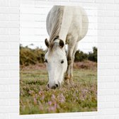 WallClassics - Muursticker - Wit Paard in de Wei - 80x120 cm Foto op Muursticker
