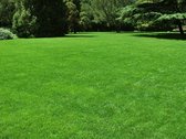 Ferrarium ijzersulfaat meststof 2,5 kg voor ca. 125m² - gras groen maken - meststof voor gras - verbeter je gras - gras donkergroen maken - vergroenen gras - gele plekken gras verwijderen