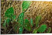 WallClassics - Dibond - Cactusplanten in het Veld - 105x70 cm Foto op Aluminium (Wanddecoratie van metaal)
