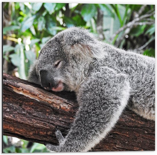 WallClassics - Dibond - Luie Koala op een Boomstam - 50x50 cm Foto op Aluminium (Met Ophangsysteem)