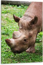 WallClassics - Dibond - Neushoorn op het Gras - 80x120 cm Foto op Aluminium (Wanddecoratie van metaal)