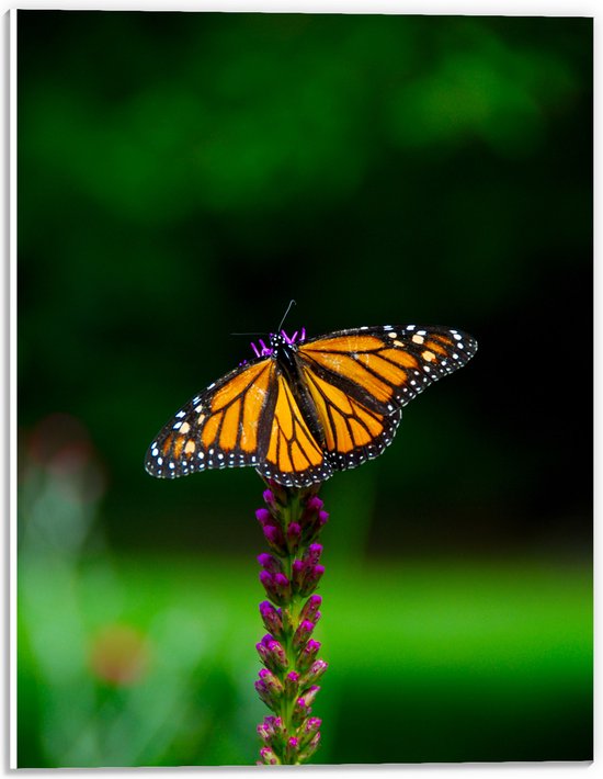 WallClassics - Plaque de Mousse PVC - Oranje avec Papillon Noir - Photo 30x40 cm sur Plaque de Mousse PVC (Avec Système d'accrochage)
