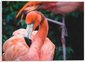 WallClassics - PVC Schuimplaat- Mooie Roze Flamingo - 40x30 cm Foto op PVC Schuimplaat