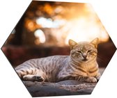 WallClassics - Dibond Hexagon - Luie Poes - 70x60.9 cm Foto op Hexagon (Met Ophangsysteem)