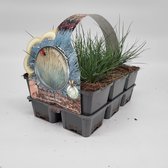 2x6 stuks (12 planten) in 6-Pack concept - Festuca glauca 'Elijah Blue' - Bodembedekker - Vaste plant - Tuinplant - Winterhard - Groenblijvend - Groen - Grassen - Gras - Schapegras