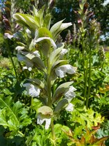 6 x Acanthus hung. 'White Lips' - Stekelige berenklauw - P9 Pot (9 x 9cm) - Dima Vaste Planten