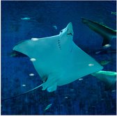 WallClassics - Poster (Matte) - Raie avec d'autres Pêche dans l' Water - 80x80 cm Photo sur Papier Poster d'aspect Mat