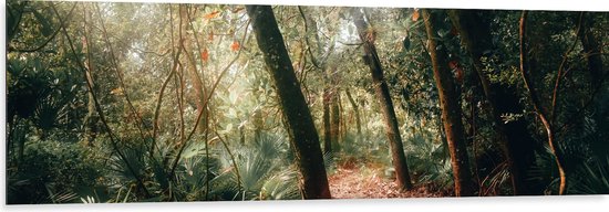 WallClassics - Dibond - Chemin Forestier dans une Forêt Tropicale - Photo 150x50 cm sur Aluminium (Avec Système d'accrochage)