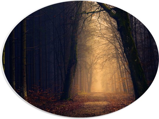 WallClassics - Plaque de Mousse Ovale en PVC - Lumière Mystérieuse dans la Forêt Sombre - Photo 40x30 cm sur Ovale (Avec Système d'accrochage)