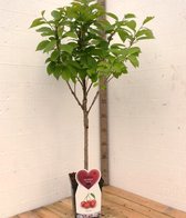 Biologische Sunburst Kersenboom -Fruitboom- 120 cm hoog- Laagstam- Potgekweekt- professioneel telersras