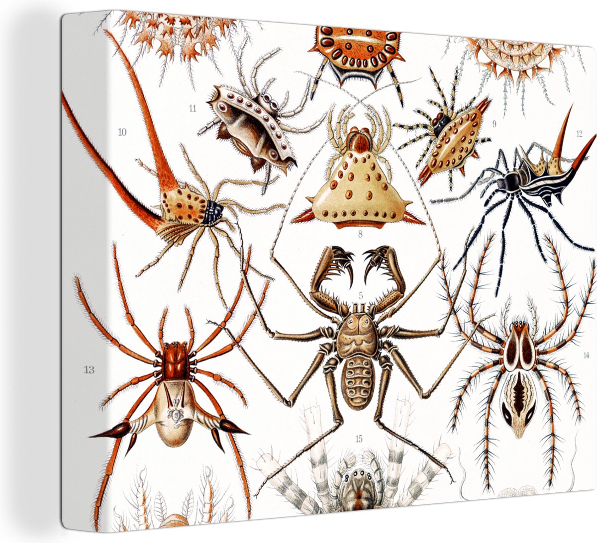 Panneau Métal Vintage Les Insectes 30x40cm - Décoration Murale Rétro Salon Bar Café