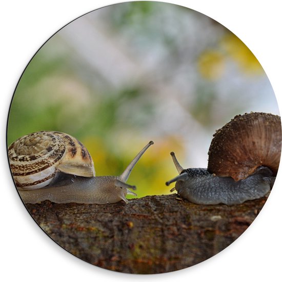 WallClassics - Dibond Wall Circle - Escargots amoureux sur une branche - Photo 50x50 cm sur Aluminium Wall Circle (avec système d'accrochage)