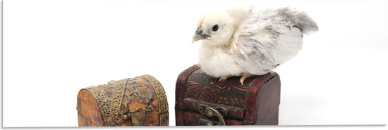 WallClassics - Acrylglas - Kuiken op Schatkist - 60x20 cm Foto op Acrylglas (Met Ophangsysteem)