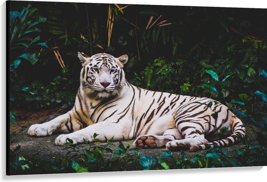 WallClassics - Canvas  - Witte Tijger in de Jungle - 150x100 cm Foto op Canvas Schilderij (Wanddecoratie op Canvas)