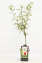Patio Appelboom - Malus domestica 'Cox's Orange Pippin' - Fruitboom - Hoogte 90-100 cm