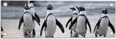 WallClassics - Tuinposter – Waggelende Pinguïns op het Strand - 60x20 cm Foto op Tuinposter  (wanddecoratie voor buiten en binnen)