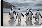 WallClassics - Canvas  - Waggelende Pinguïns op het Strand - 60x40 cm Foto op Canvas Schilderij (Wanddecoratie op Canvas)