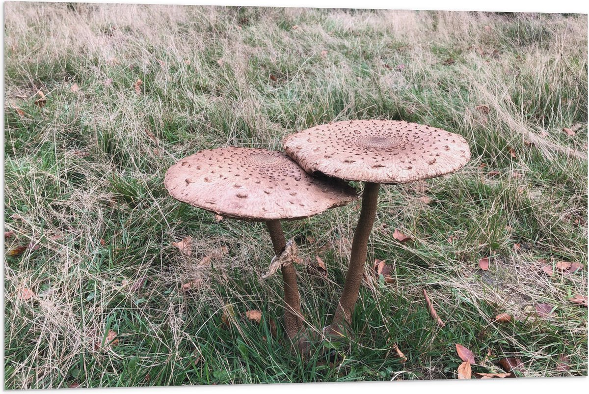 Vlag - Twee Grote Parasolzwam Paddenstoelen - 90x60 cm Foto op Polyester Vlag