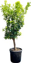 Citroenboom - Citrusboom - Citrus Limon - Eetbaar - Stamomvang ⌀ 18-20cm - Hoogte ca. 200cm