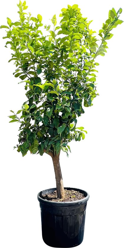 Tropictrees - Citroenboom - Citrus Limon - Citroen - Eetbaar - Citrusboom - Hoogte ca. 200cm