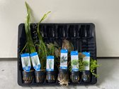 Levende Aquariumplanten Mix - 6 Stuks - Moerings