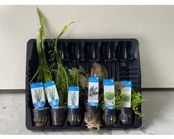 Levende Aquariumplanten Mix - 6 Stuks - Moerings