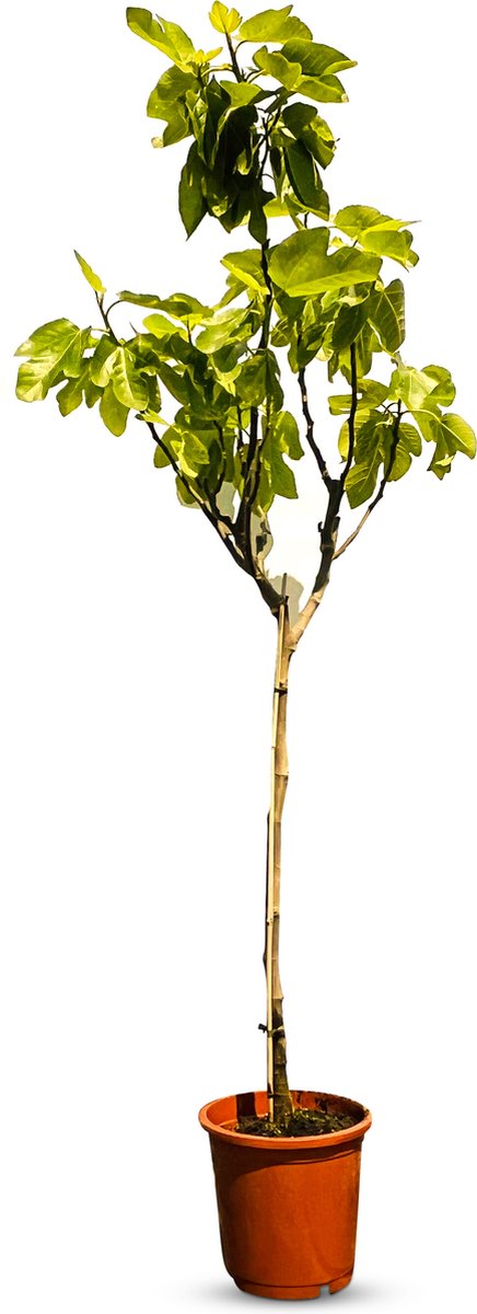 Hauteur 70-90cm Plant in a Box Figuier Pot 21cm Ficus Carica 