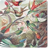 Muismat - Mousepad - Kolibrie - Vintage - Ernst Haeckel - Vogel - Kunst - Natuur - 30x30 cm - Muismatten