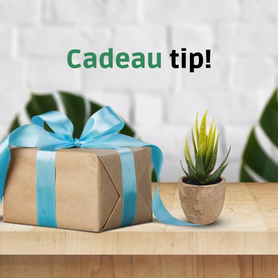 Groen-geel kunstvetplantje in een potje, naast een ingepakt cadeau met lichtblauwe linten. "Cadeau tip!".