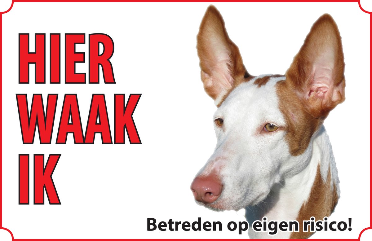 Bord hond Podenco ibicenco