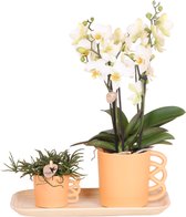 Kolibri Company - Set van witte orchidee en Rhipsalis op bamboe dienblad