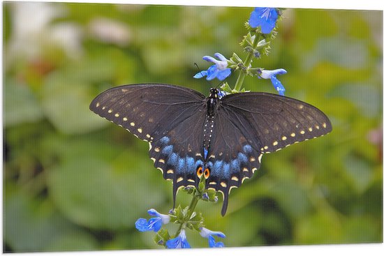 WallClassics - Vlag - Zwarte Vlinder op Blauwe Bloem - 105x70 cm Foto op Polyester Vlag