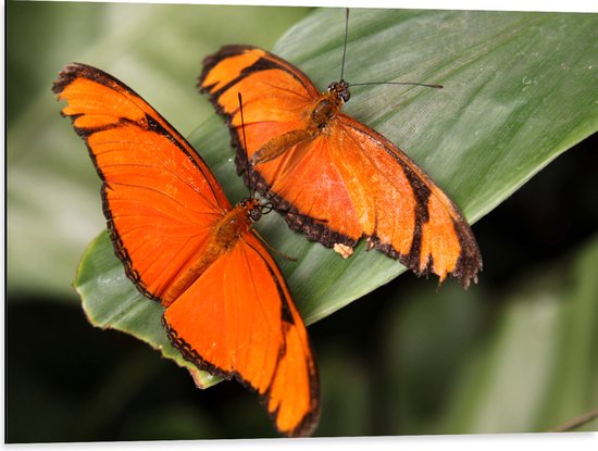WallClassics - Dibond - Oranje Vlinders op een Blad - 80x60 cm Foto op Aluminium (Met Ophangsysteem)