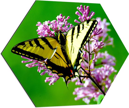 WallClassics - Dibond Hexagon - Geel met Zwarte Vlinder op Roze Bloem - 70x60.9 cm Foto op Hexagon (Met Ophangsysteem)