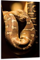 WallClassics - PVC Schuimplaat- Bruine Slang - 80x120 cm Foto op PVC Schuimplaat