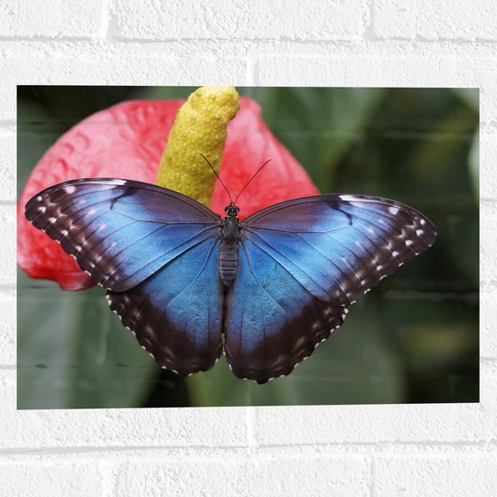 WallClassics - Muursticker - Blauw Zwarte Vlinder op Rode Bloem - 40x30 cm Foto op Muursticker