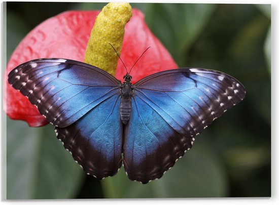 WallClassics - Acrylglas - Blauw Zwarte Vlinder op Rode Bloem - 40x30 cm Foto op Acrylglas (Wanddecoratie op Acrylaat)