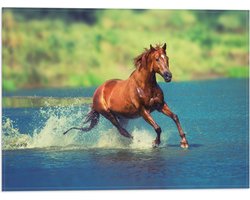 WallClassics - Vlag - Bruin Paard Rent door het Water - 40x30 cm Foto op Polyester Vlag