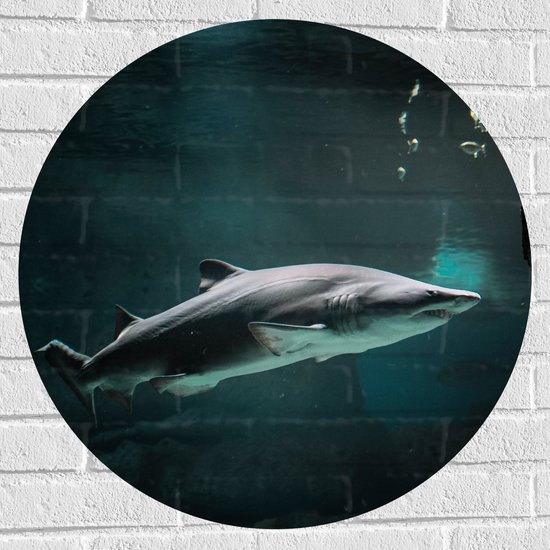 WallClassics - Muursticker Cercle - Requin en colère sous Water - 70x70 cm Photo sur Muursticker