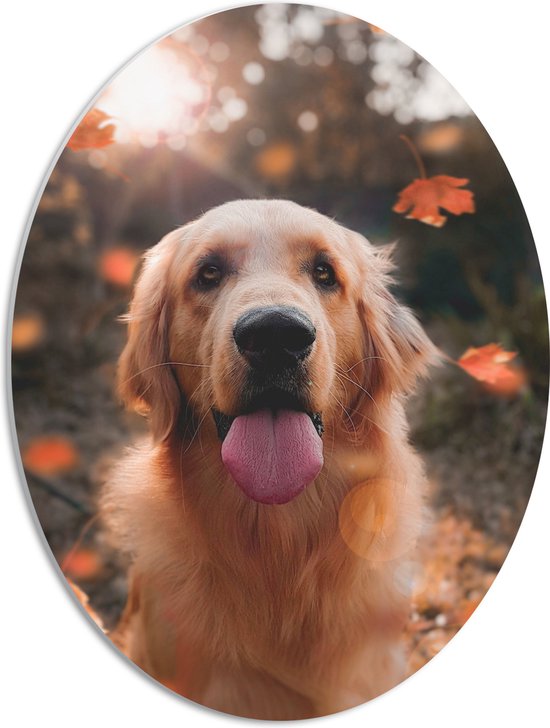 WallClassics - PVC Schuimplaat Ovaal - Golden Retriever met zijn Tong Uitgestoken - 42x56 cm Foto op Ovaal  (Met Ophangsysteem)