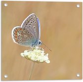 WallClassics - Poster de Jardin - Papillon Bleu Commun sur Bloem Witte - 50x50 cm Photo sur Poster de Jardin (décoration murale pour l'extérieur et l'intérieur)