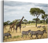 Wanddecoratie Metaal - Aluminium Schilderij Industrieel - Giraffen en Zebras samen op de savannes van het Nationaal park Serengeti - 90x60 cm - Dibond - Foto op aluminium - Industriële muurdecoratie - Voor de woonkamer/slaapkamer