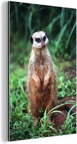 Suricate assis dans l'herbe verte Aluminium 120x180 cm - Tirage photo sur Aluminium (décoration murale métal) XXL / Groot format!