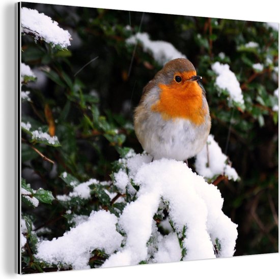 Robin sur une branche vert neigeux Aluminium 40x30 cm - petit - Tirage photo sur aluminium (décoration murale métal)