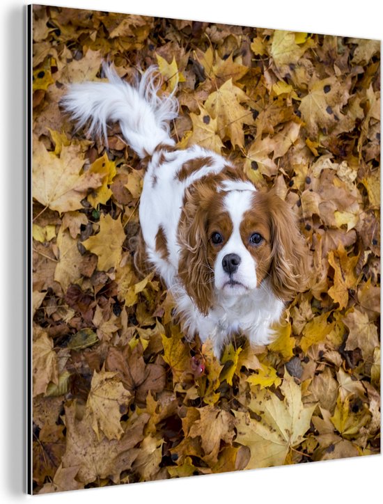 Wanddecoratie Metaal - Aluminium Schilderij Industrieel - Cavalier King Charles-spaniël onder de herfstbladeren - 50x50 cm - Dibond - Foto op aluminium - Industriële muurdecoratie - Voor de woonkamer/slaapkamer