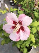 Hibiscus syriacus 'Hamabo' - Altheastruik 40-60 cm in pot